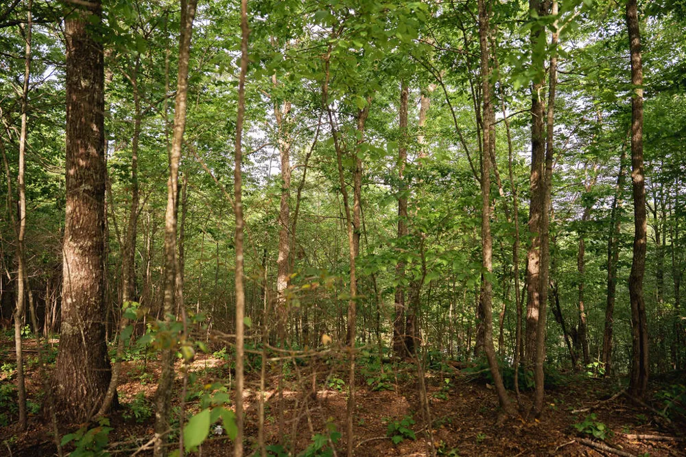 Tract 1 Century Lane Blue Ridge, GA 30513