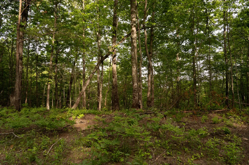 Tract 1 Century Lane Blue Ridge, GA 30513