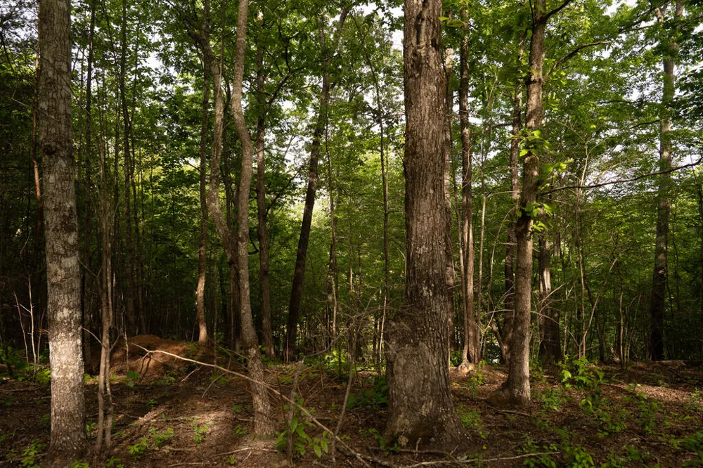 Tract 1 Century Lane Blue Ridge, GA 30513
