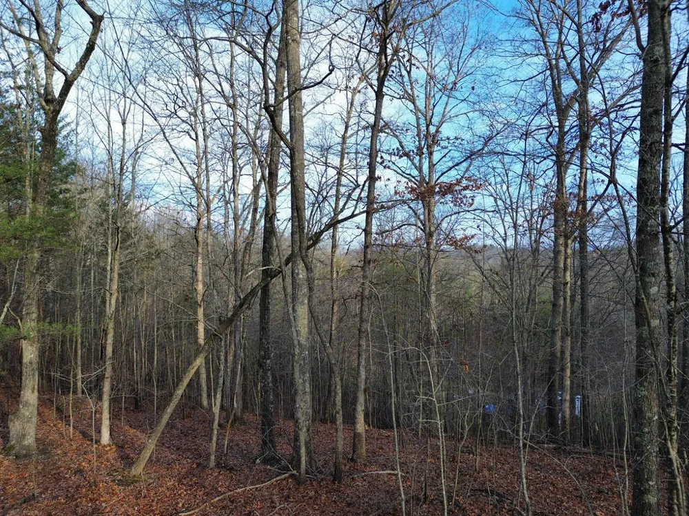 Tract 1 Century Lane Blue Ridge, GA 30513