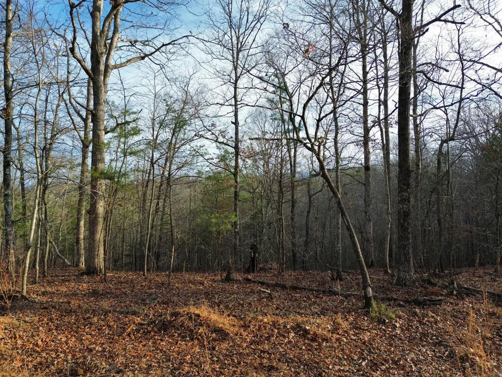 Tract 1 Century Lane Blue Ridge, GA 30513
