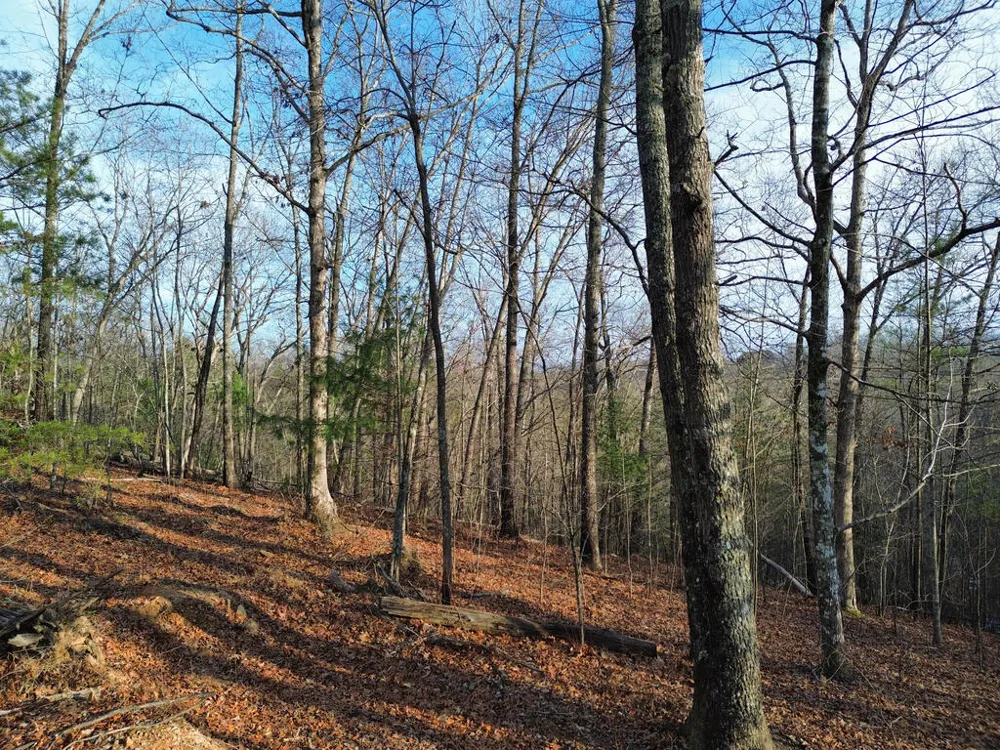 Tract 1 Century Lane Blue Ridge, GA 30513