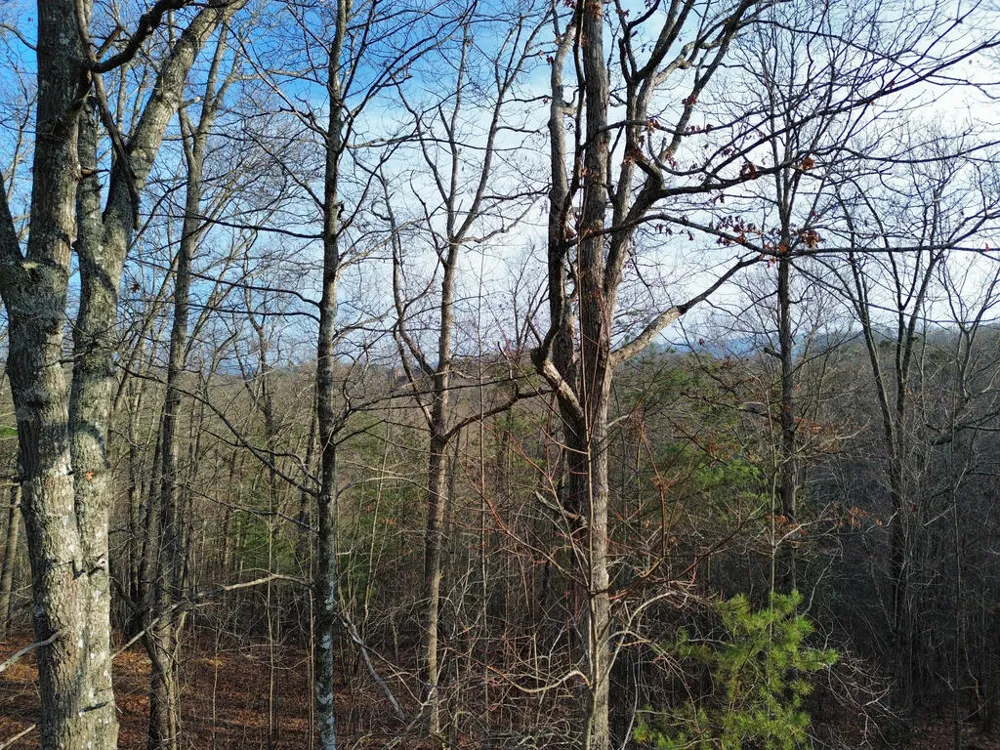 Tract 1 Century Lane Blue Ridge, GA 30513
