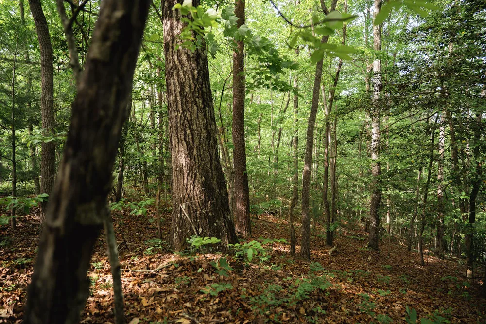 Tract 2 Century Lane Blue Ridge, GA 30513