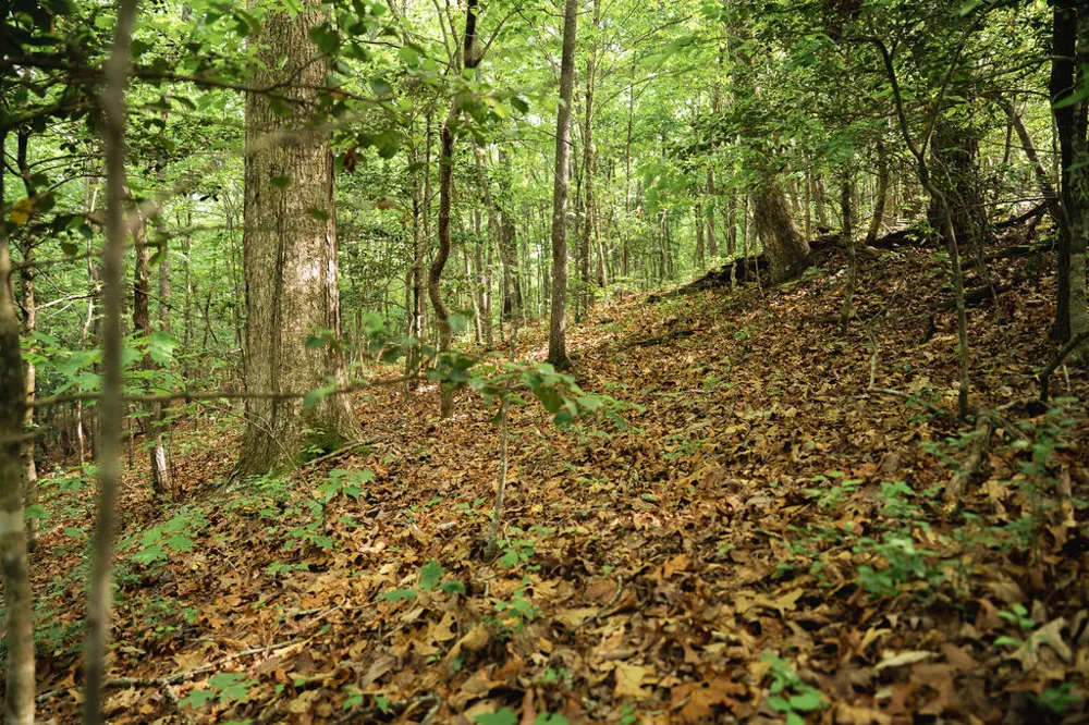 Tract 2 Century Lane Blue Ridge, GA 30513