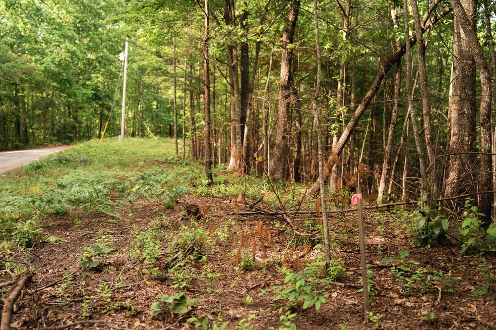 Tract 2 Century Lane Blue Ridge, GA 30513