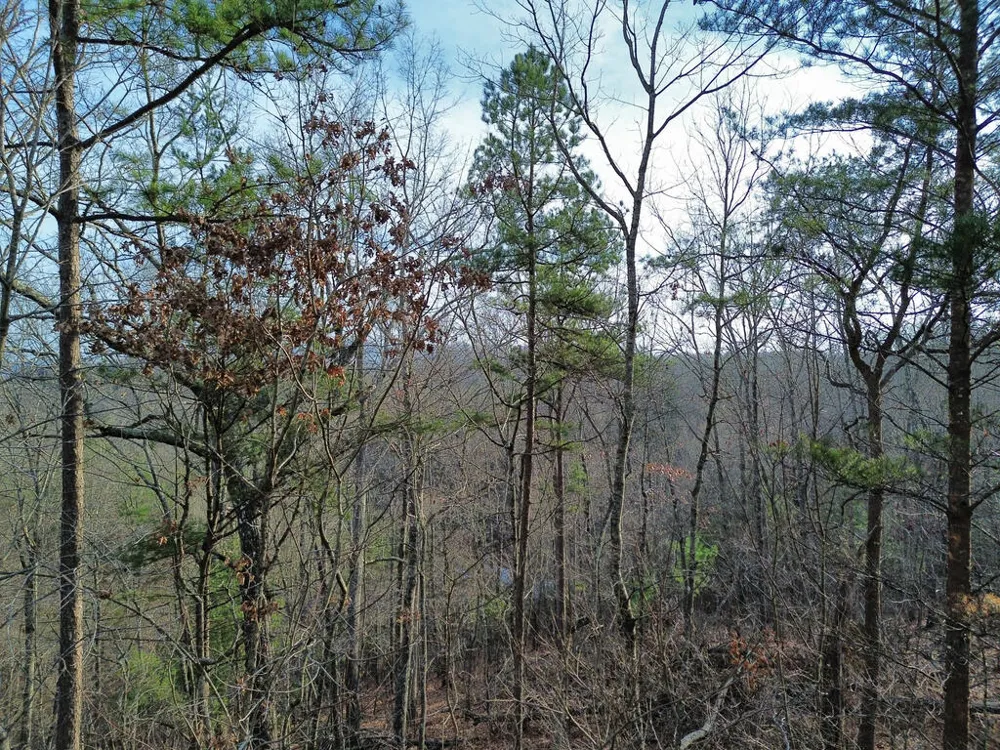 Tract 2 Century Lane Blue Ridge, GA 30513