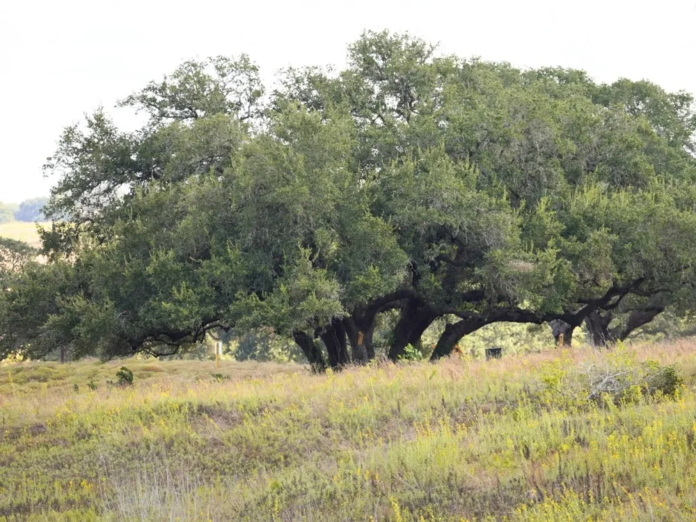 3061 FM 956 Schulenburg, TX 78956