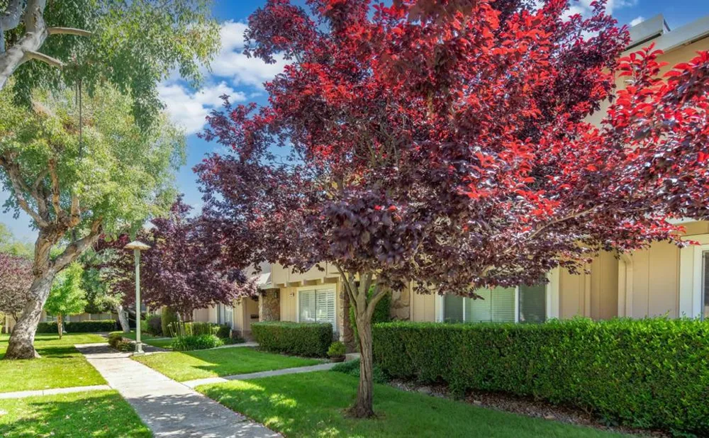 10019 Dove Oak Court Cupertino, CA 95014