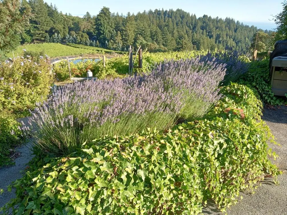 1580 Tindall Ranch Road Watsonville, CA 95076