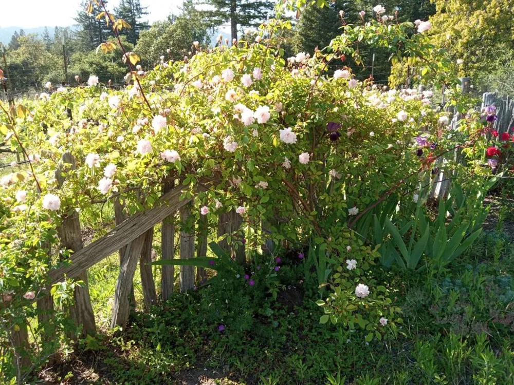 1580 Tindall Ranch Road Watsonville, CA 95076