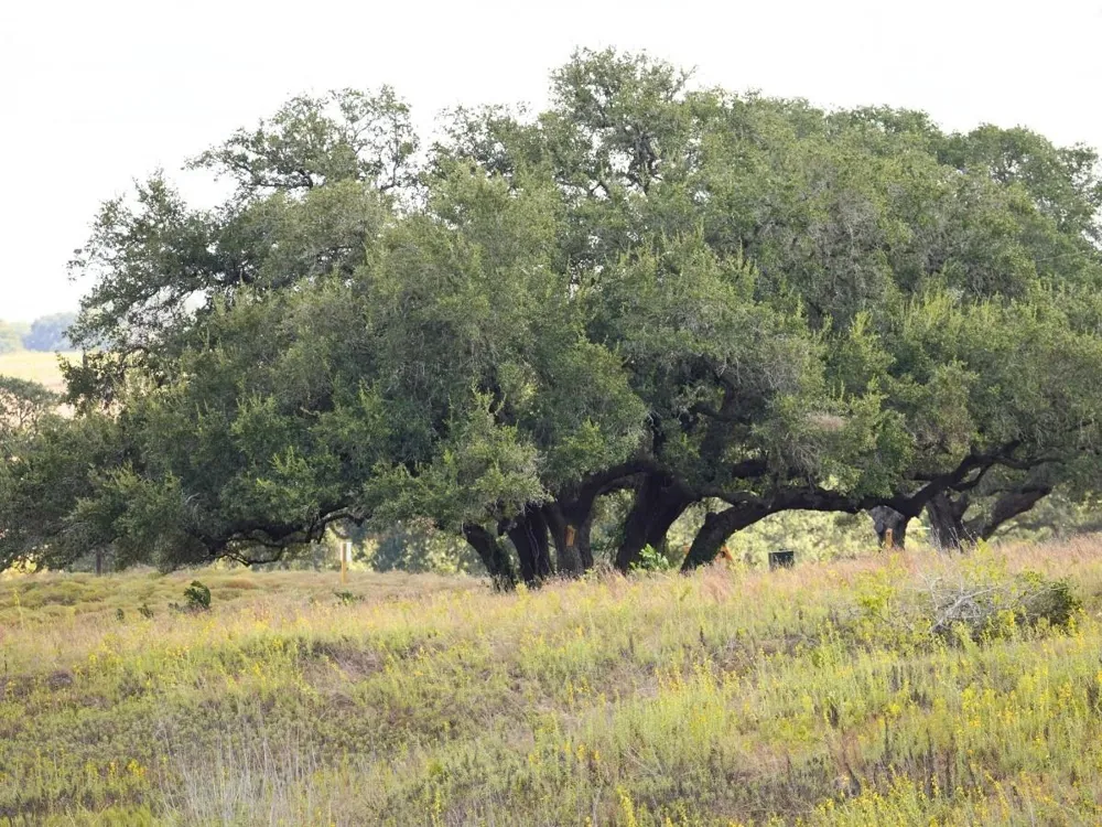 3061 Fm 956 Schulenburg, TX 78956