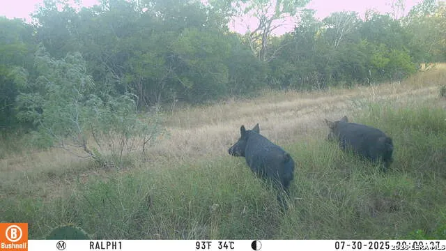 TBD Ralph Coughran Pleasanton, TX 78064