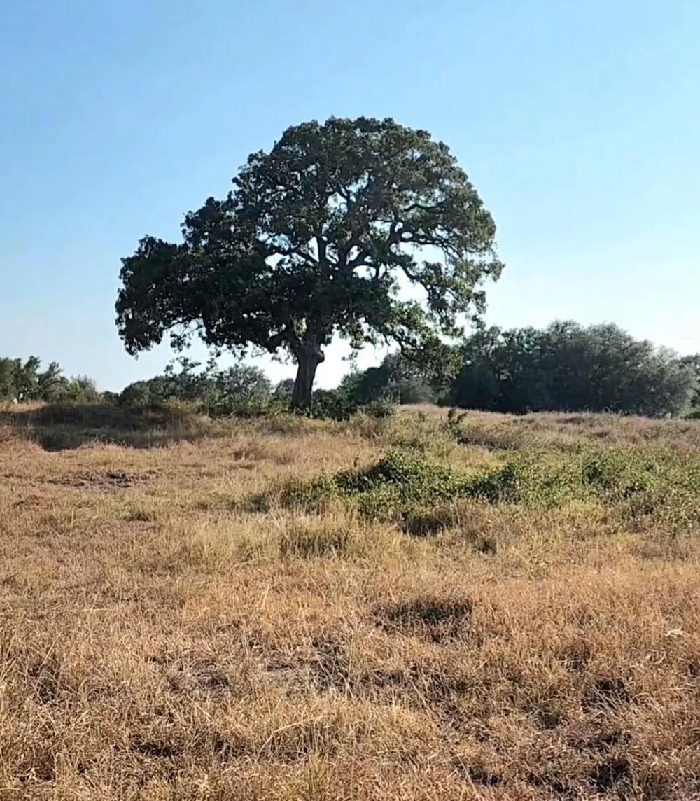 Tbd Fm 318 Hallettsville, TX 77964