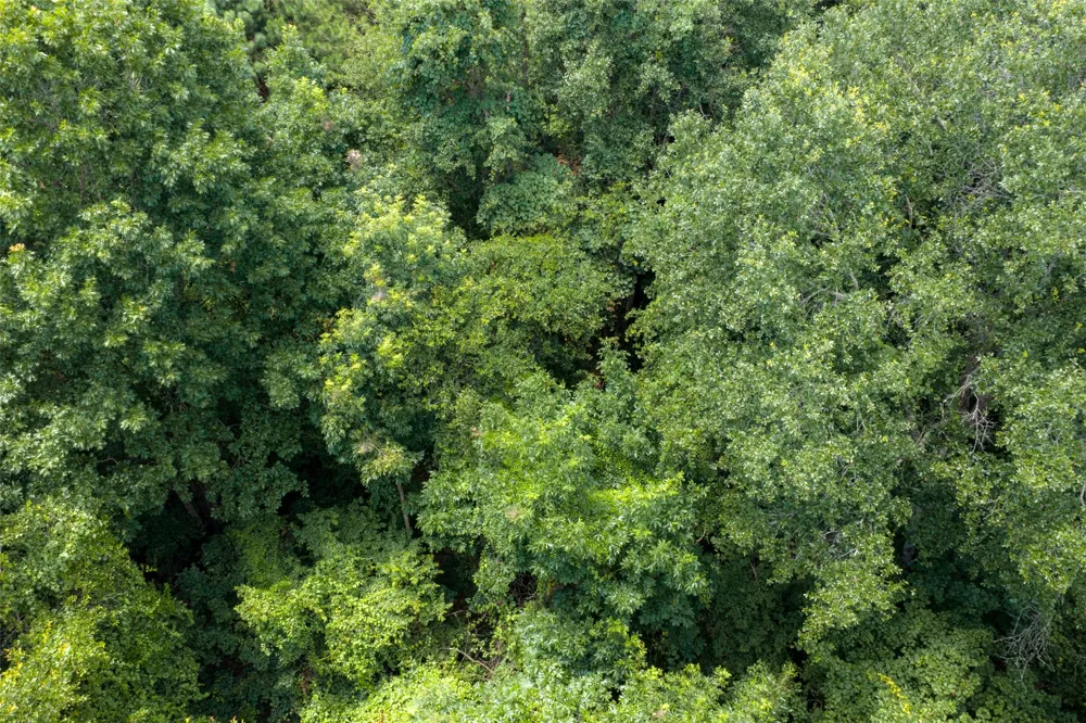 County Road 3154 De Berry, TX 75639