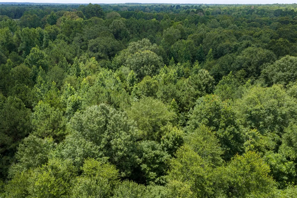 County Road 3154 De Berry, TX 75639
