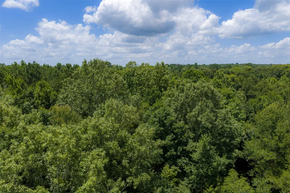 County Road 3154 De Berry, TX 75639