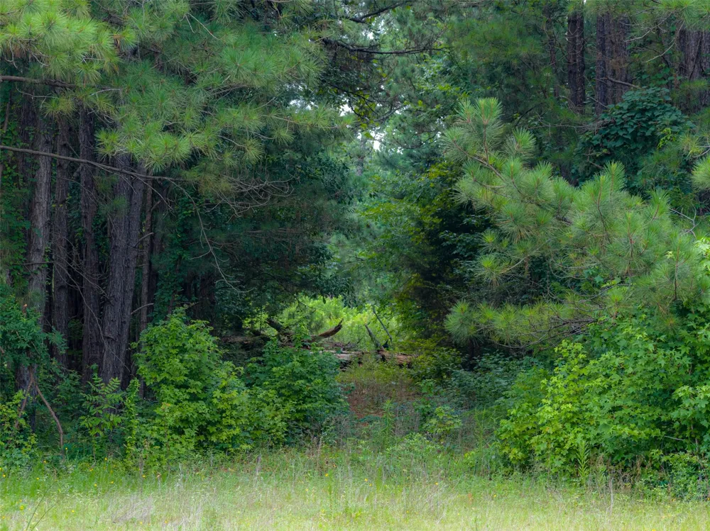 County Road 3154 De Berry, TX 75639