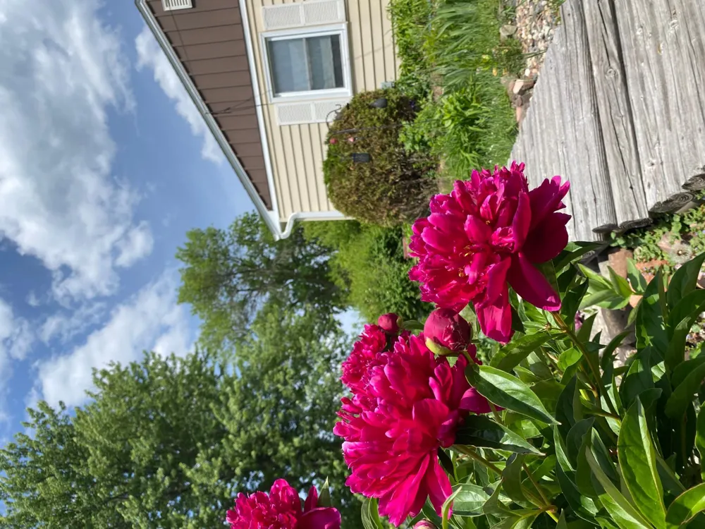 3004 Bellaire Avenue Maplewood, MN 55109