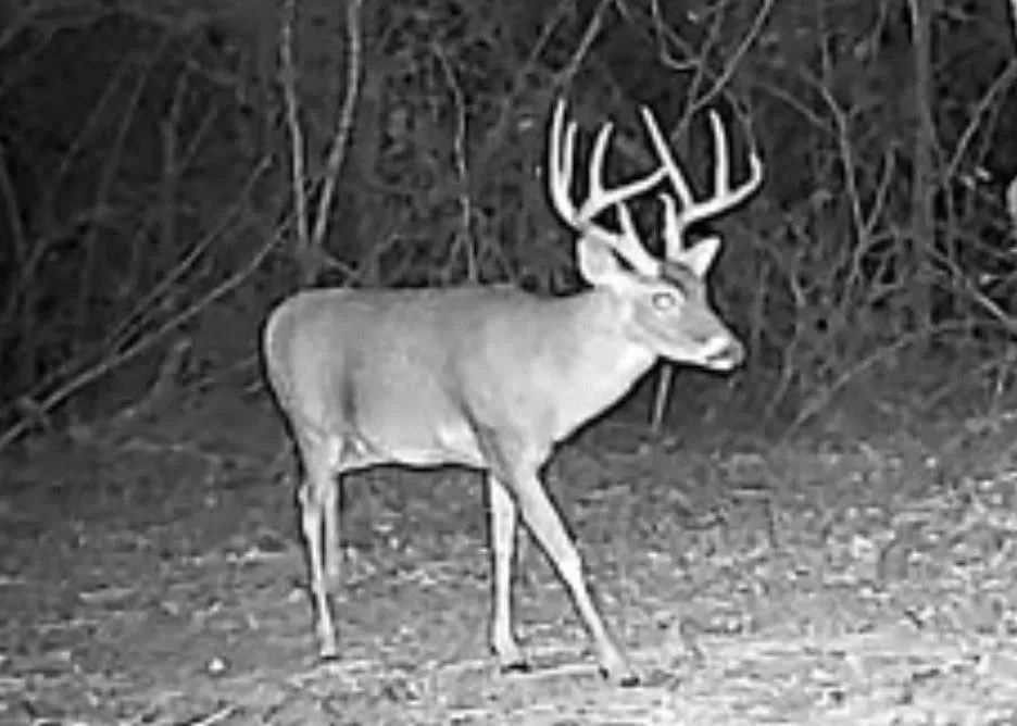 15147 County Road 499 Normangee, TX 77871