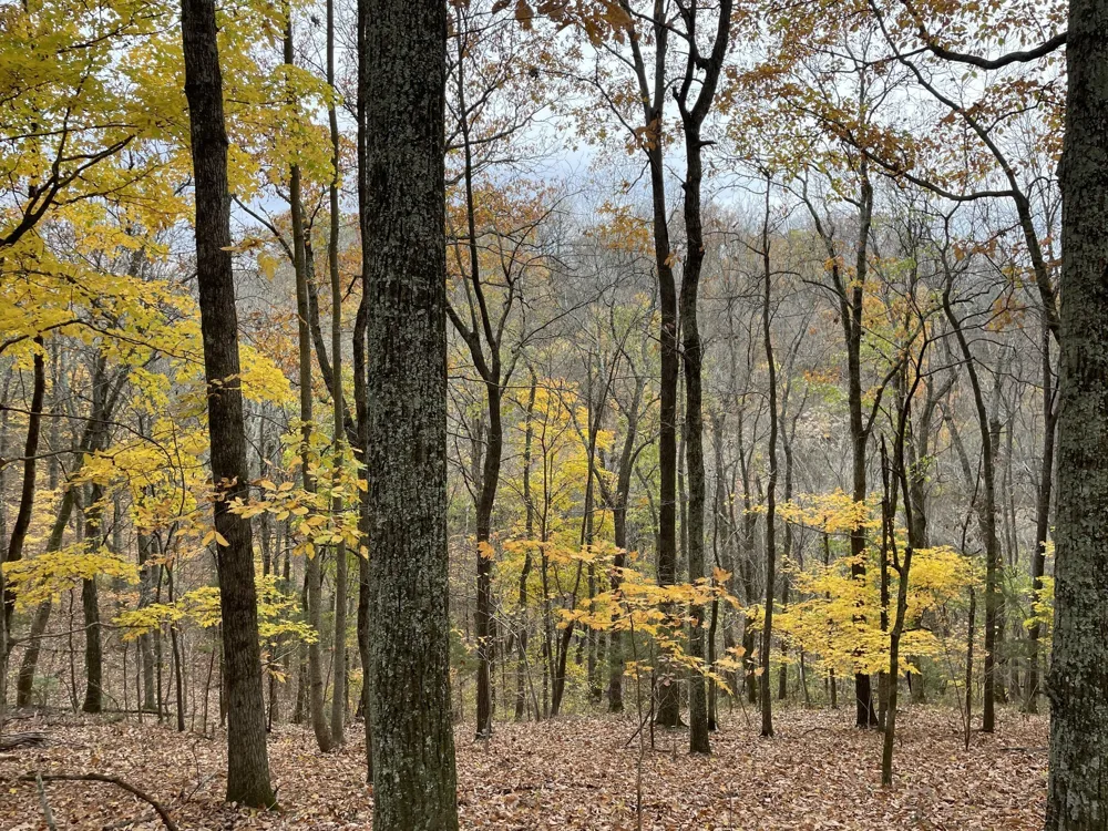 4828 Harpeth Peytonsville Rd Thompsons Station, TN 37179