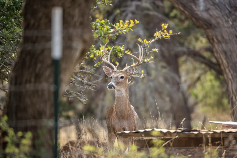 888 Dietrich Road Fredericksburg, TX 78624