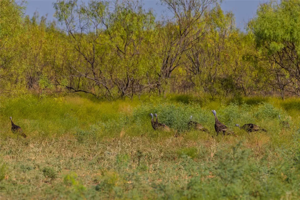 3638 County Road 312 Voss, TX 76888