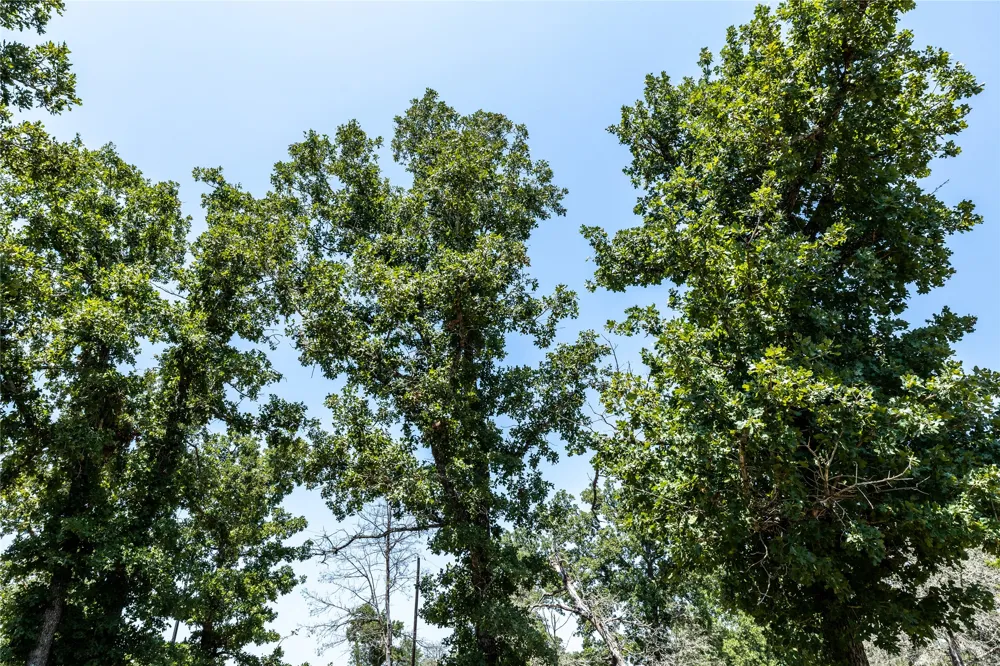 3 Edgewood Trail Road Paige, TX 78659