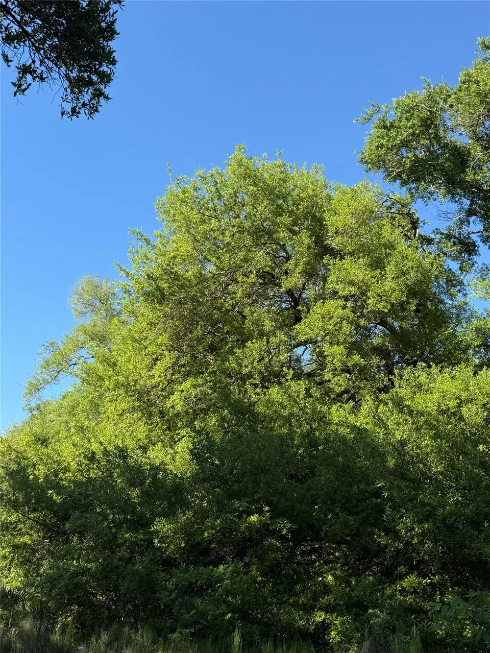 25 Ramblewood Road Sargent, TX 77414
