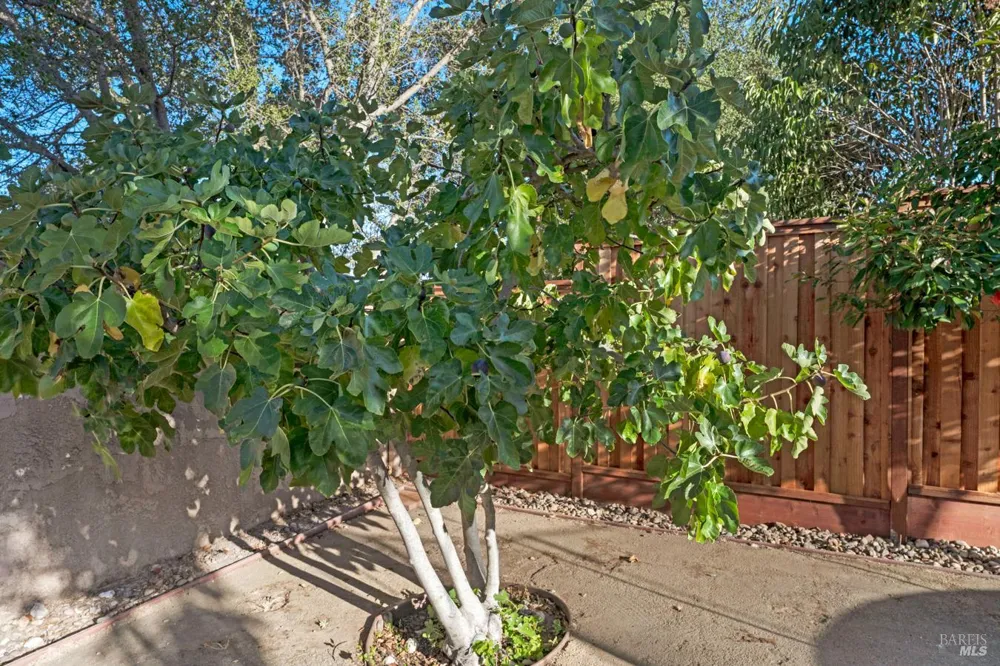1436 Buchanan Street Novato, CA 94947