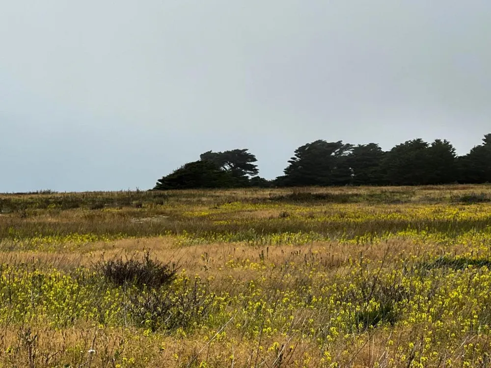 BEACH AVENUE Half Moon Bay, CA 94019