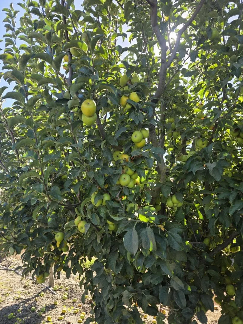 Olympia Avenue San Juan Bautista, CA 95045