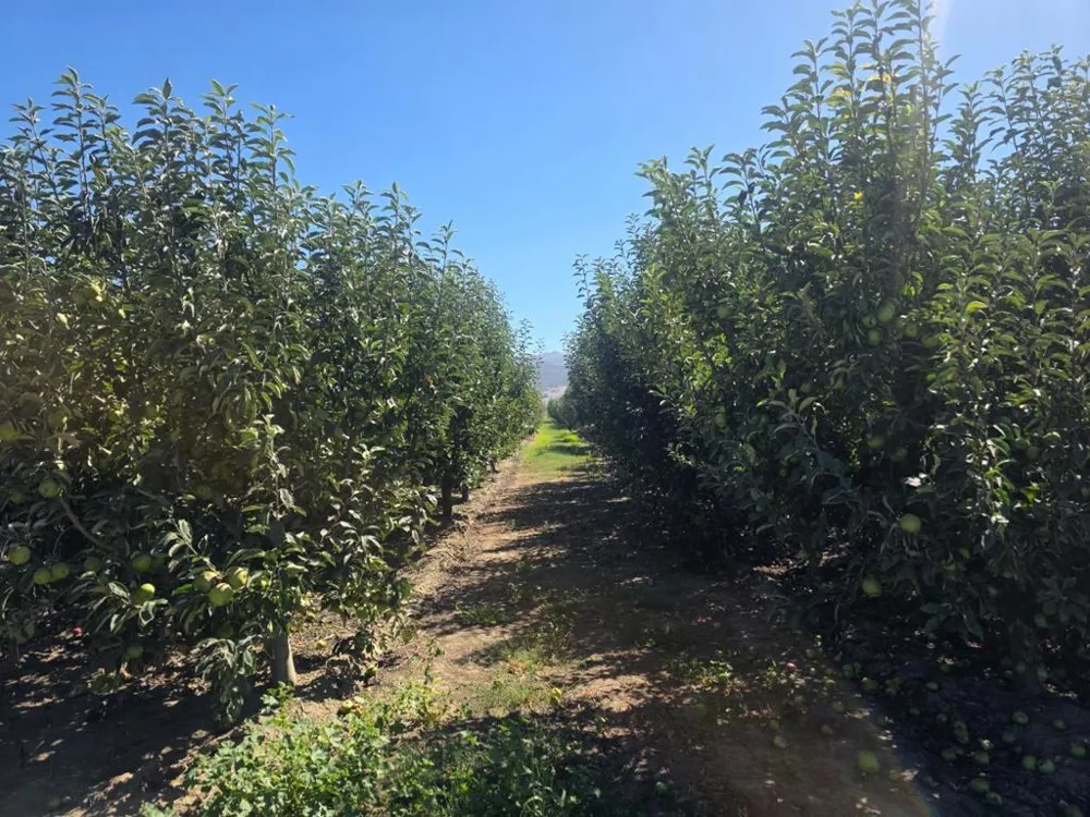 Olympia Avenue San Juan Bautista, CA 95045