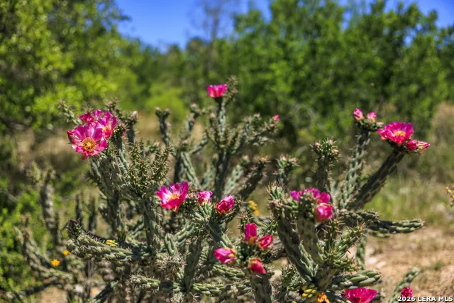 256 Persimmon Point Mason, TX 76856