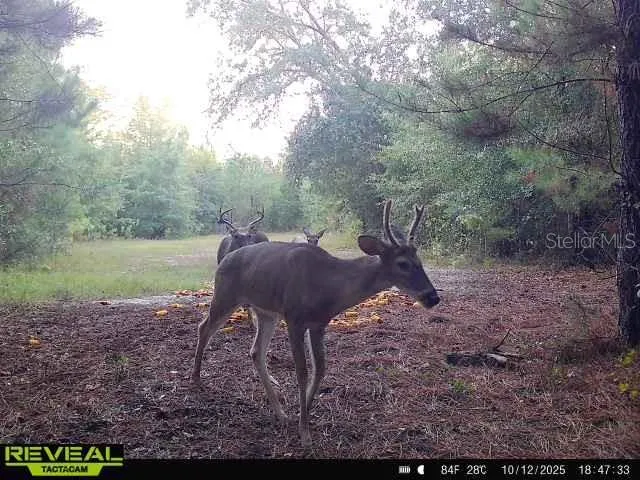 00 OLD FEDERAL ROAD Quincy, FL 32351