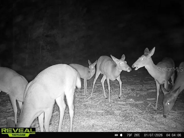 00 OLD FEDERAL ROAD Quincy, FL 32351
