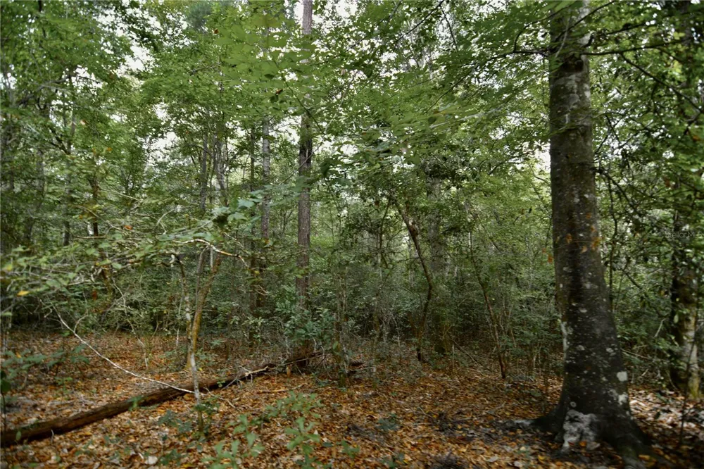 00 OLD FEDERAL ROAD Quincy, FL 32351