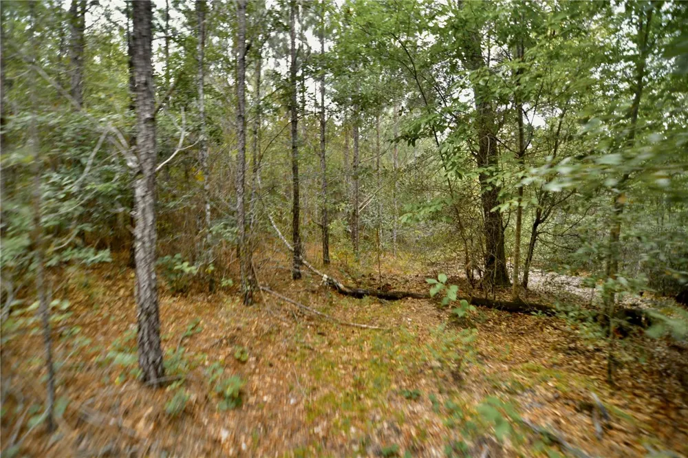00 OLD FEDERAL ROAD Quincy, FL 32351