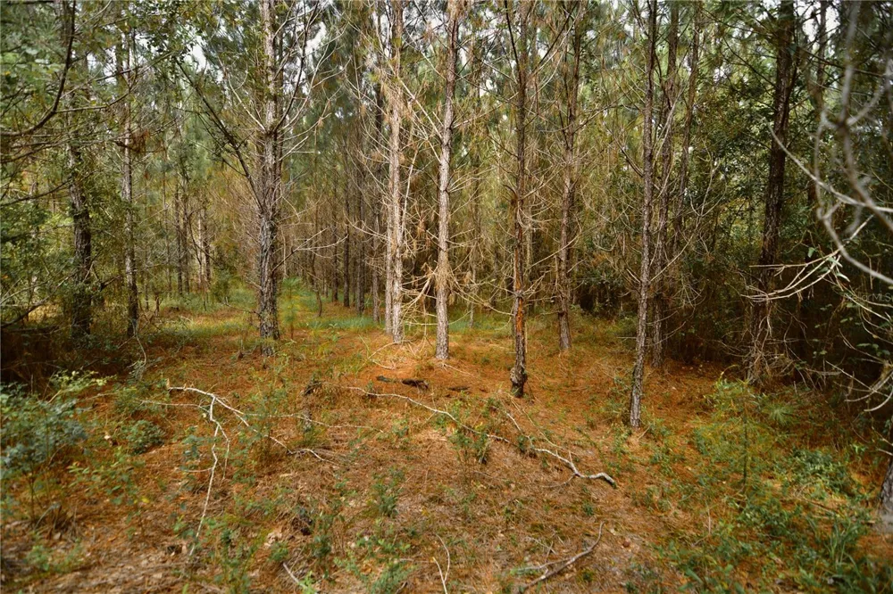 00 OLD FEDERAL ROAD Quincy, FL 32351
