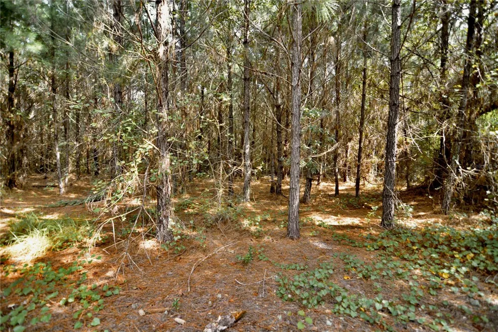 00 OLD FEDERAL ROAD Quincy, FL 32351