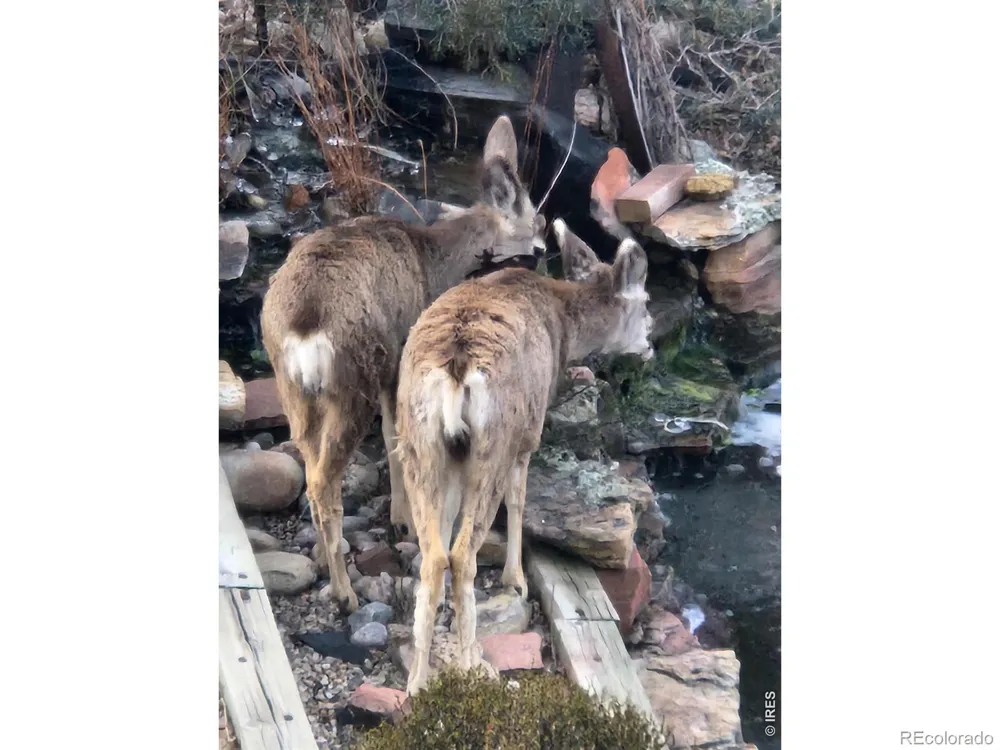 2909 Pronghorn Court Loveland, CO 80537