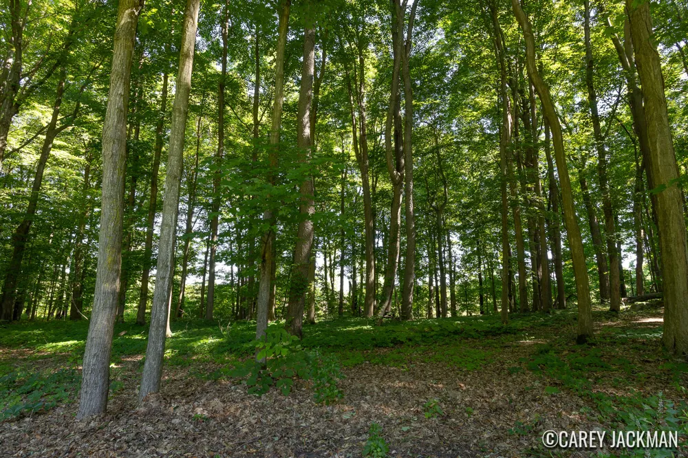 2111 Woodley Creek Court NW Comstock Park, MI 49321