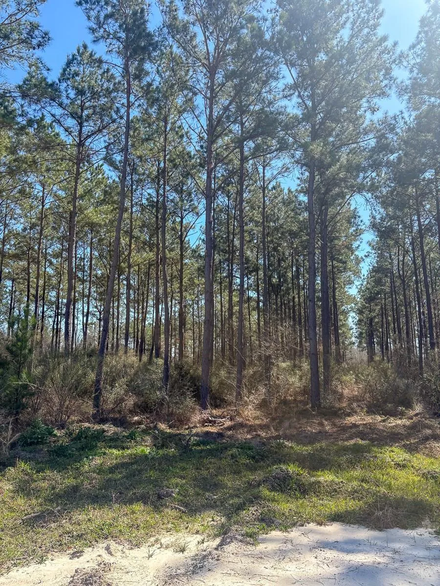 1653 Private Road 8160 Lovelady, TX 75851