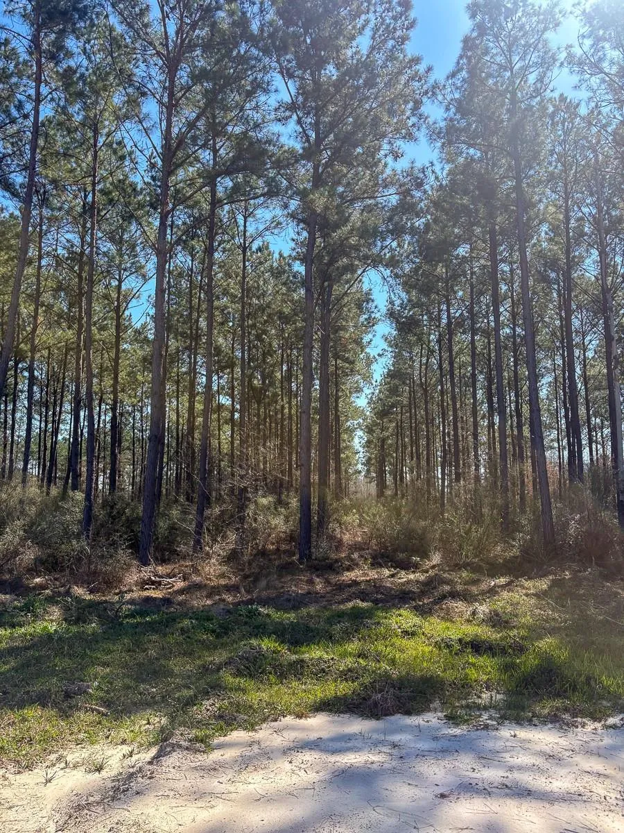1653 Private Road 8160 Lovelady, TX 75851