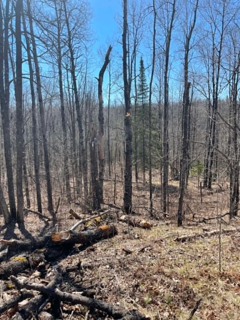XXX Co Rd 8 Holyoke, MN 55749