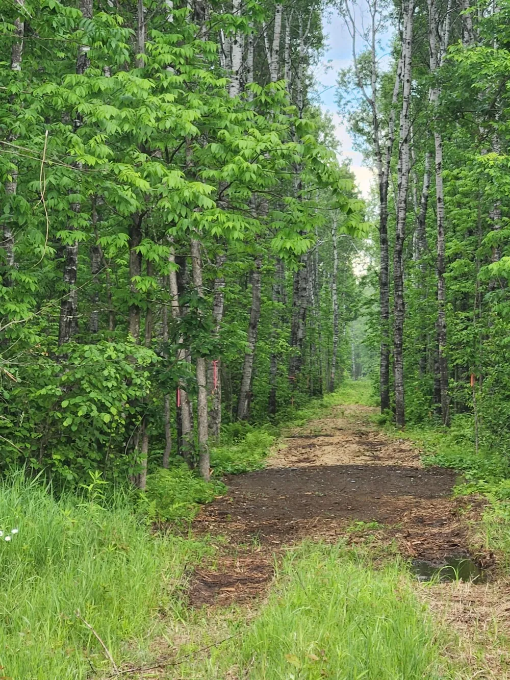 XXX Co Rd 8 Holyoke, MN 55749