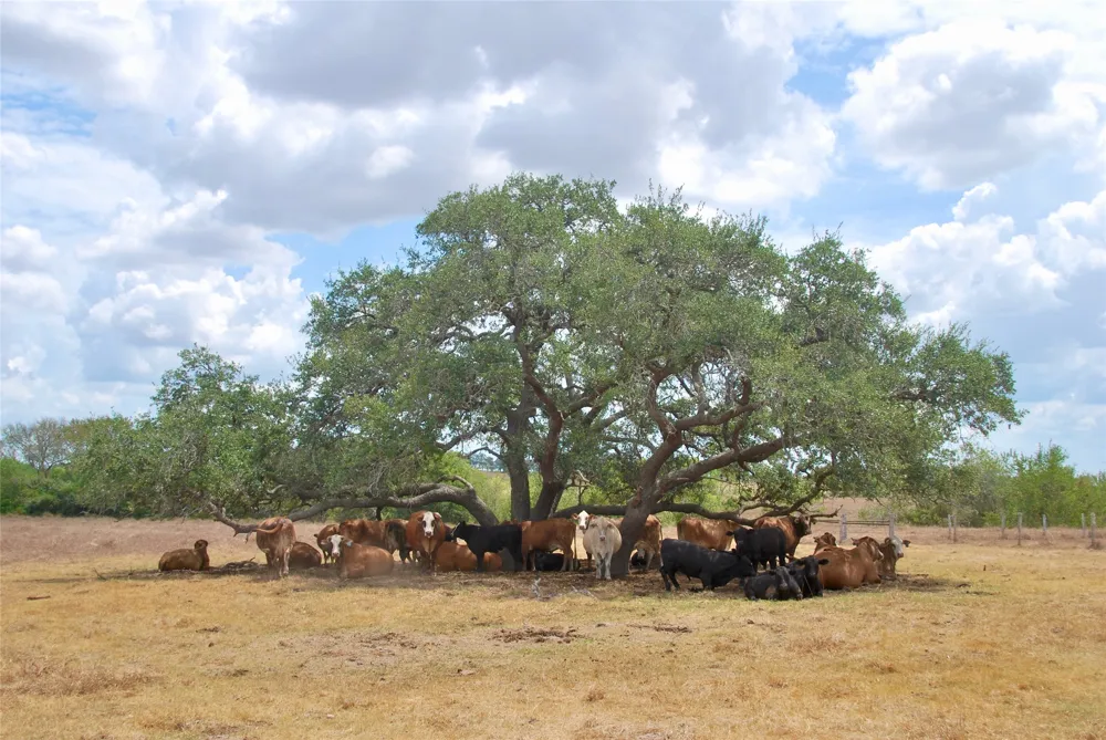 3 County Road 366 Shiner, TX 77984