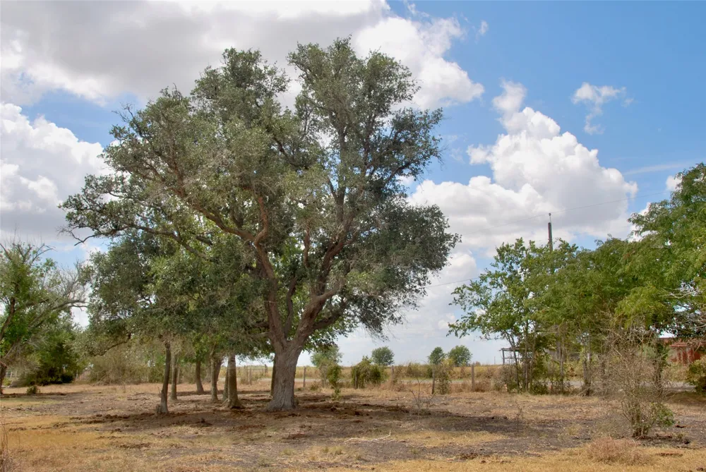 4 County Road 366 Shiner, TX 77984