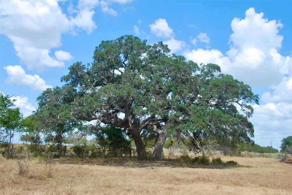 4 County Road 366 Shiner, TX 77984