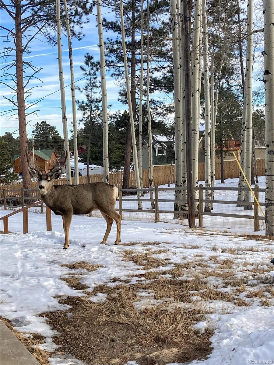 220 Burland Drive Bailey, CO 80421